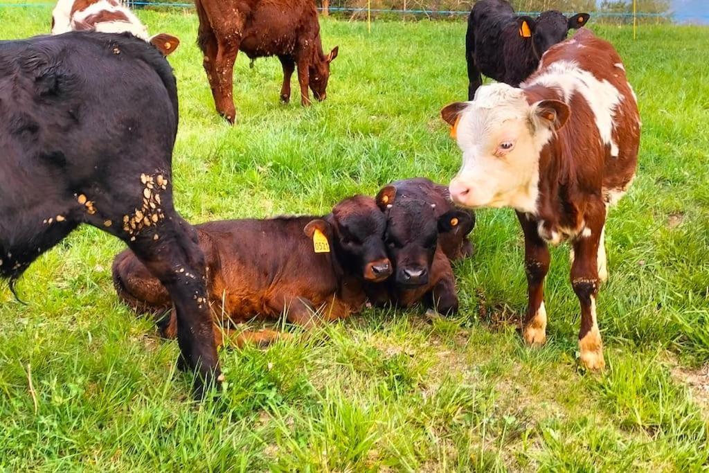Appartamento Di Montagna Lo Grop Chambave Exterior foto